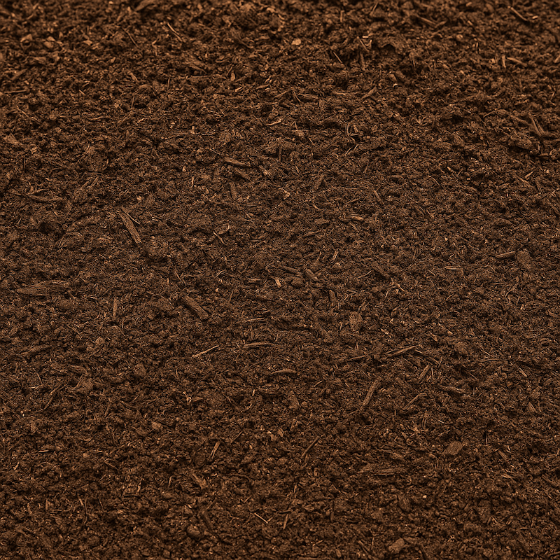 Pacific Seedling